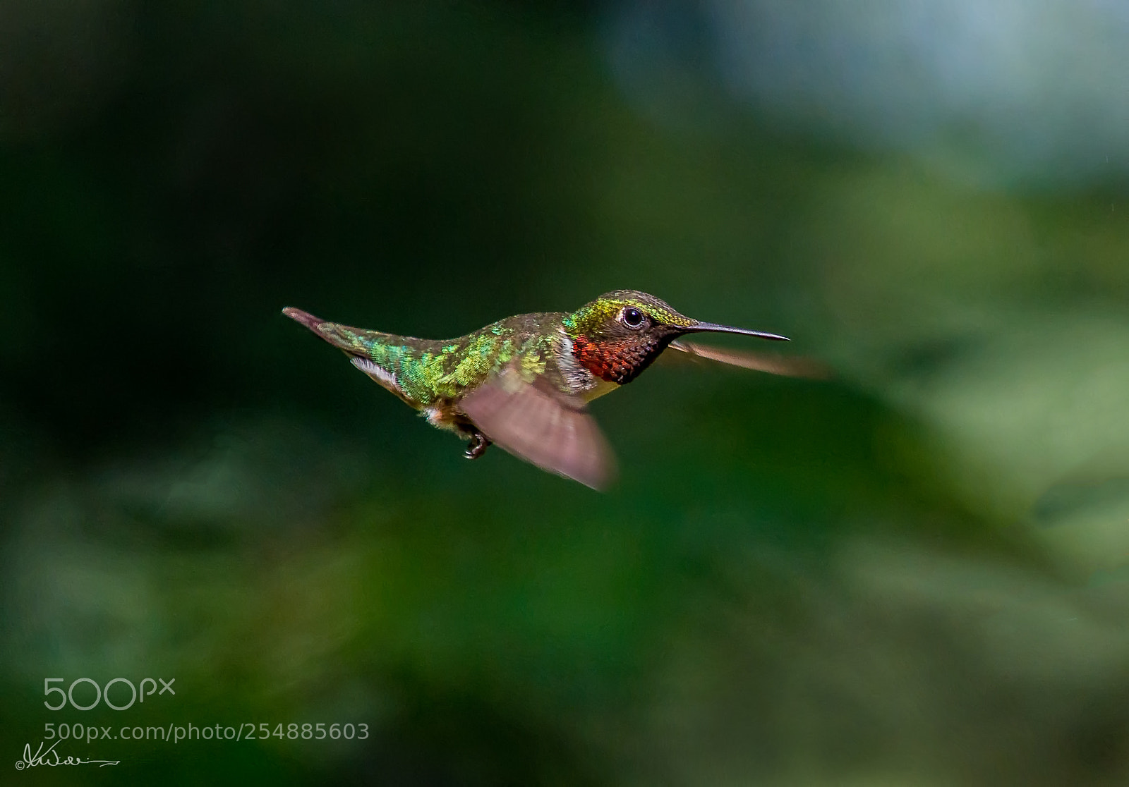 Canon EOS 7D sample photo. Male rubythroated hummer o photography