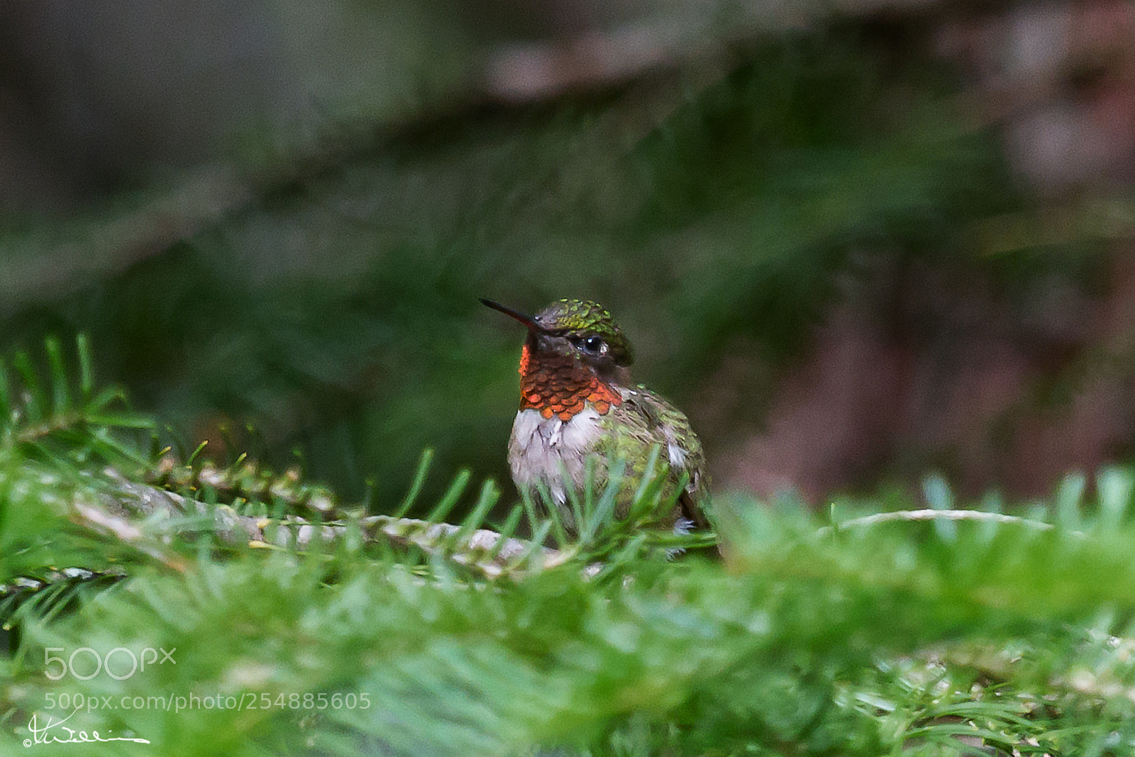 Canon EOS 7D sample photo. Male rubythroated hummer o photography