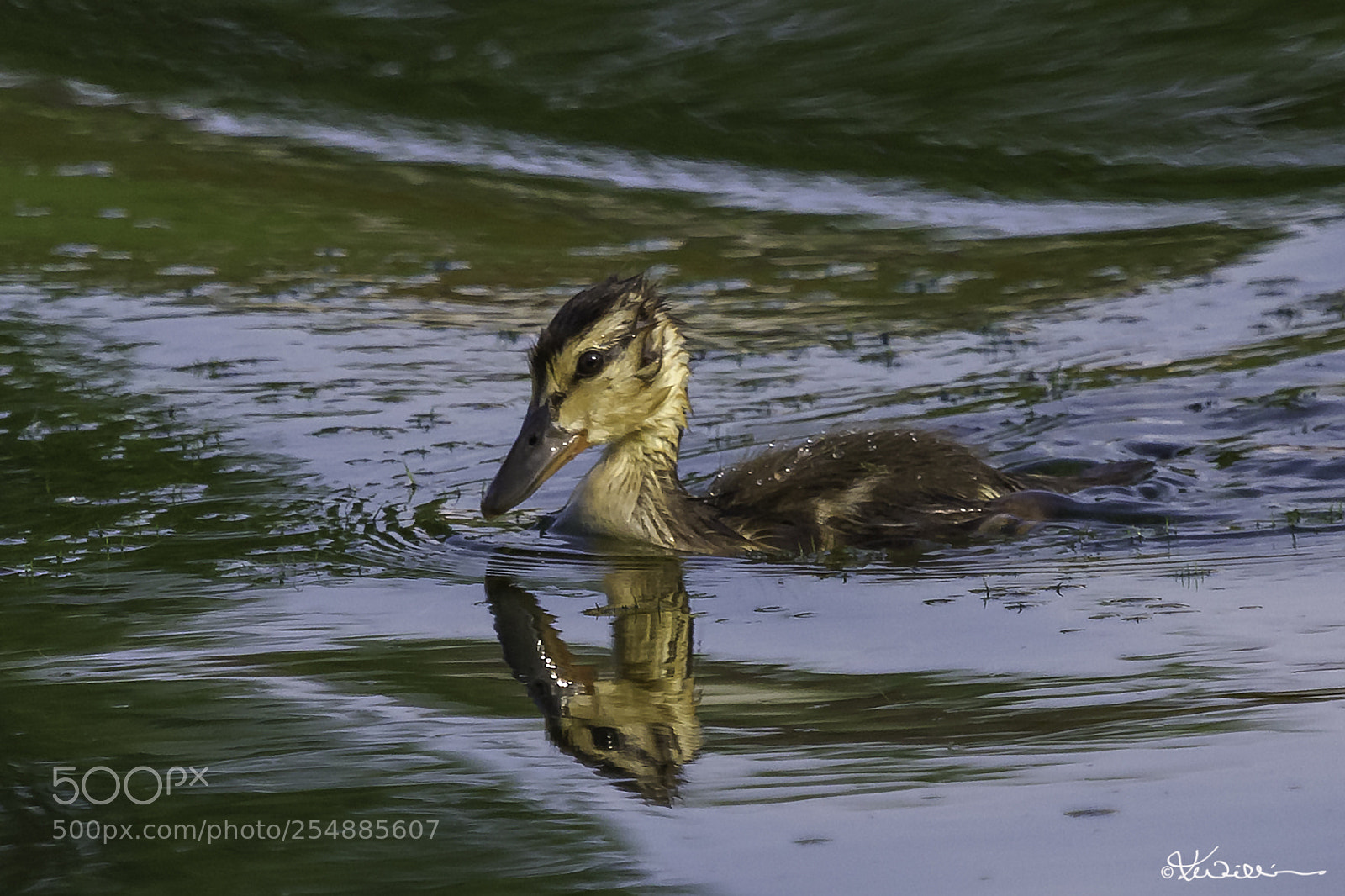 Canon EOS 7D sample photo. Mallard chick o photography