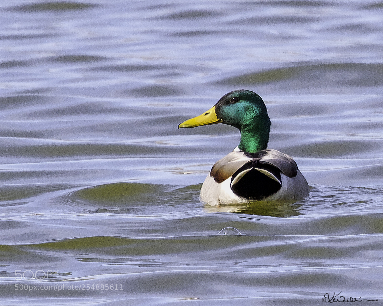 Canon EOS 7D sample photo. Mallard drake o photography