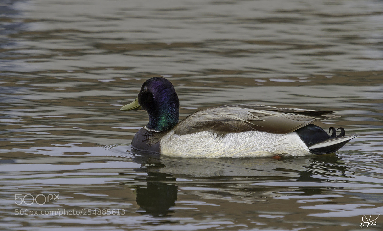 Canon EOS 7D sample photo. Mallard drake o photography
