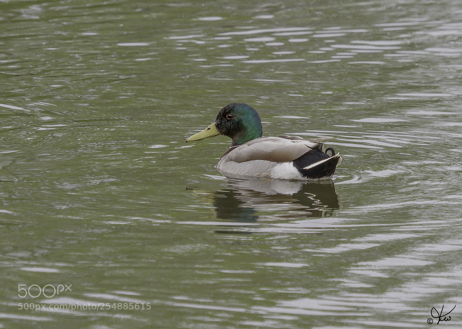 Canon EOS 7D sample photo. Mallard drake o photography