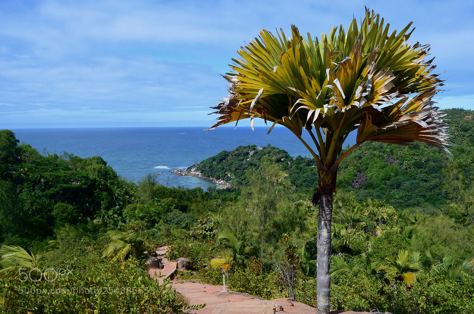 Nikon D5100 sample photo. The palm photography