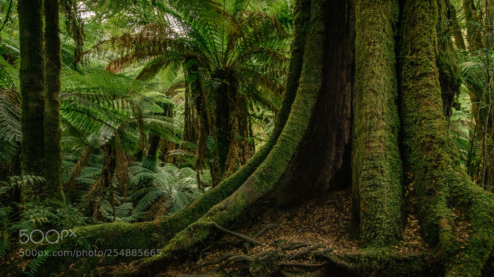 Nikon D7200 sample photo. Old myrtle at tarra photography