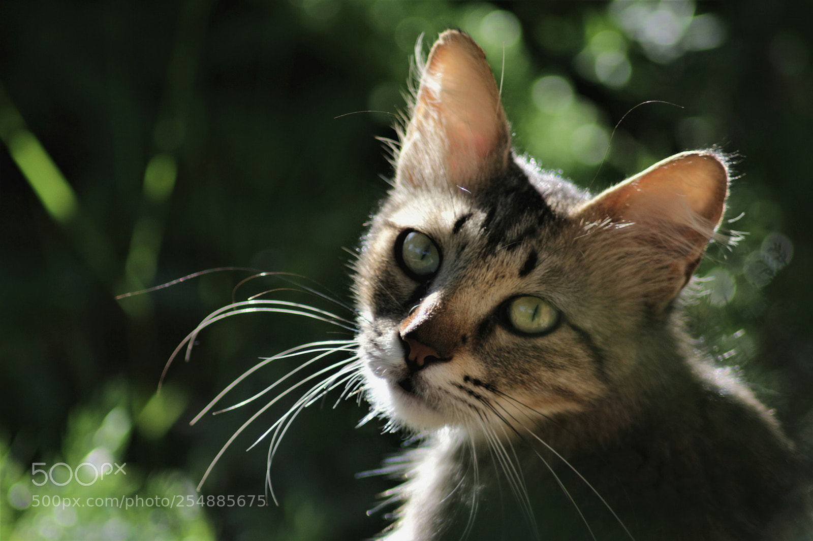 Canon EOS 700D (EOS Rebel T5i / EOS Kiss X7i) sample photo. Cats in the park photography