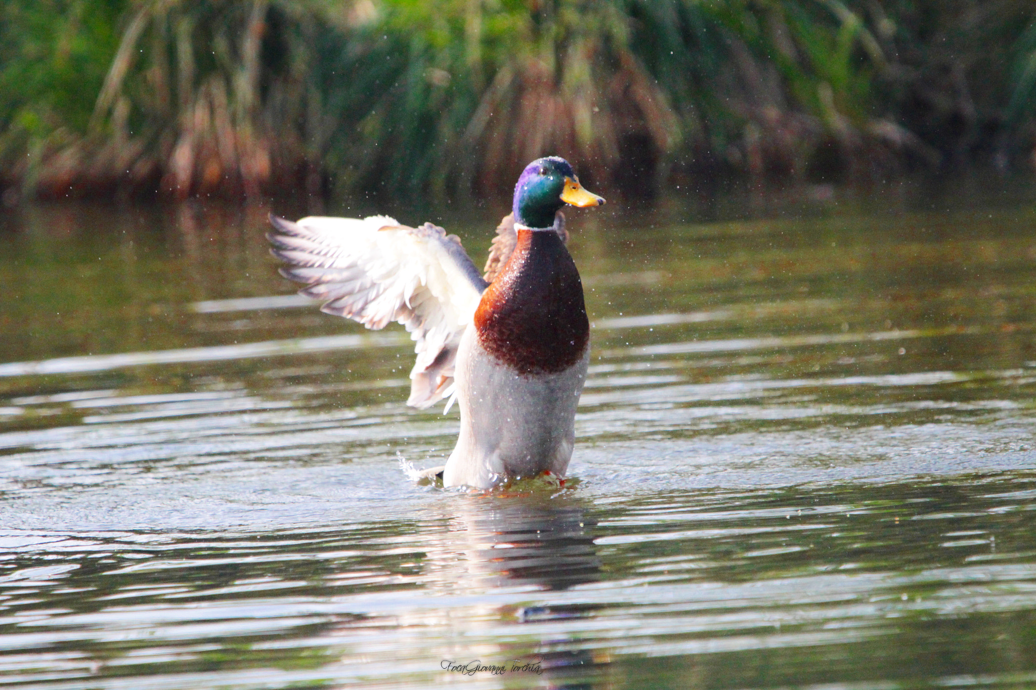 Sigma 150-600mm F5-6.3 DG OS HSM | C sample photo. Duck photography