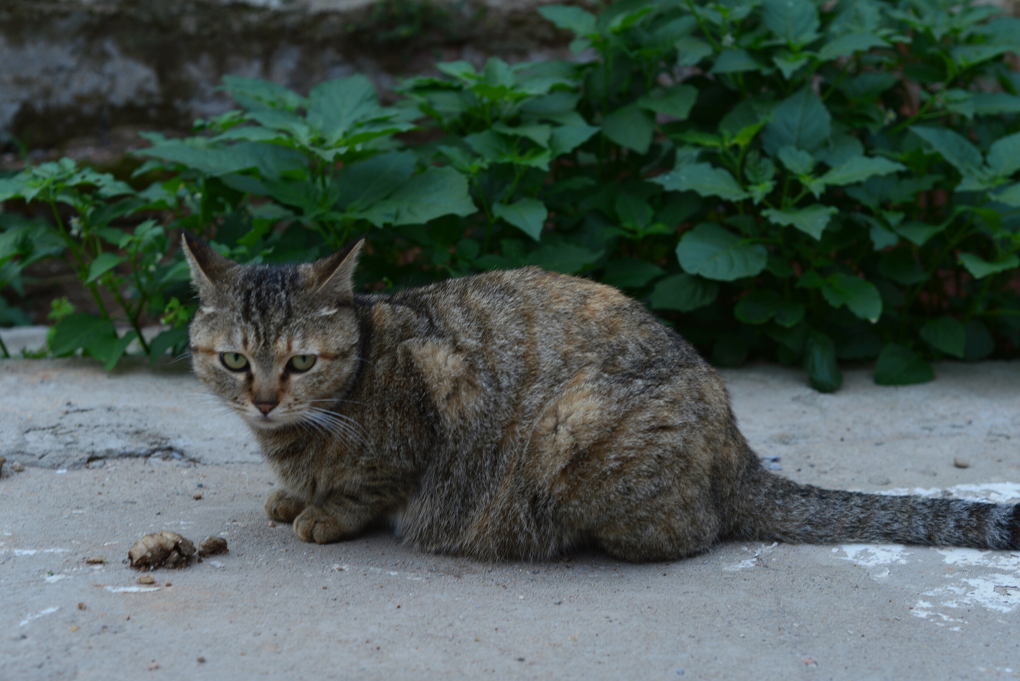 Nikon D610 + Nikon AF Nikkor 50mm F1.8D sample photo. 王之藐视 photography