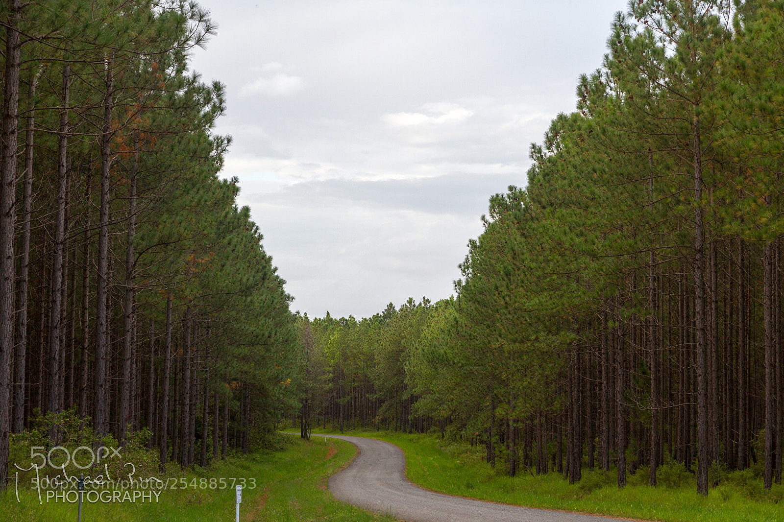 Canon EOS 7D sample photo. Into the forest photography