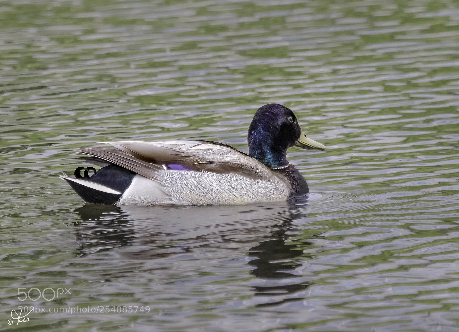 Canon EOS 7D sample photo. Mallard drake o photography