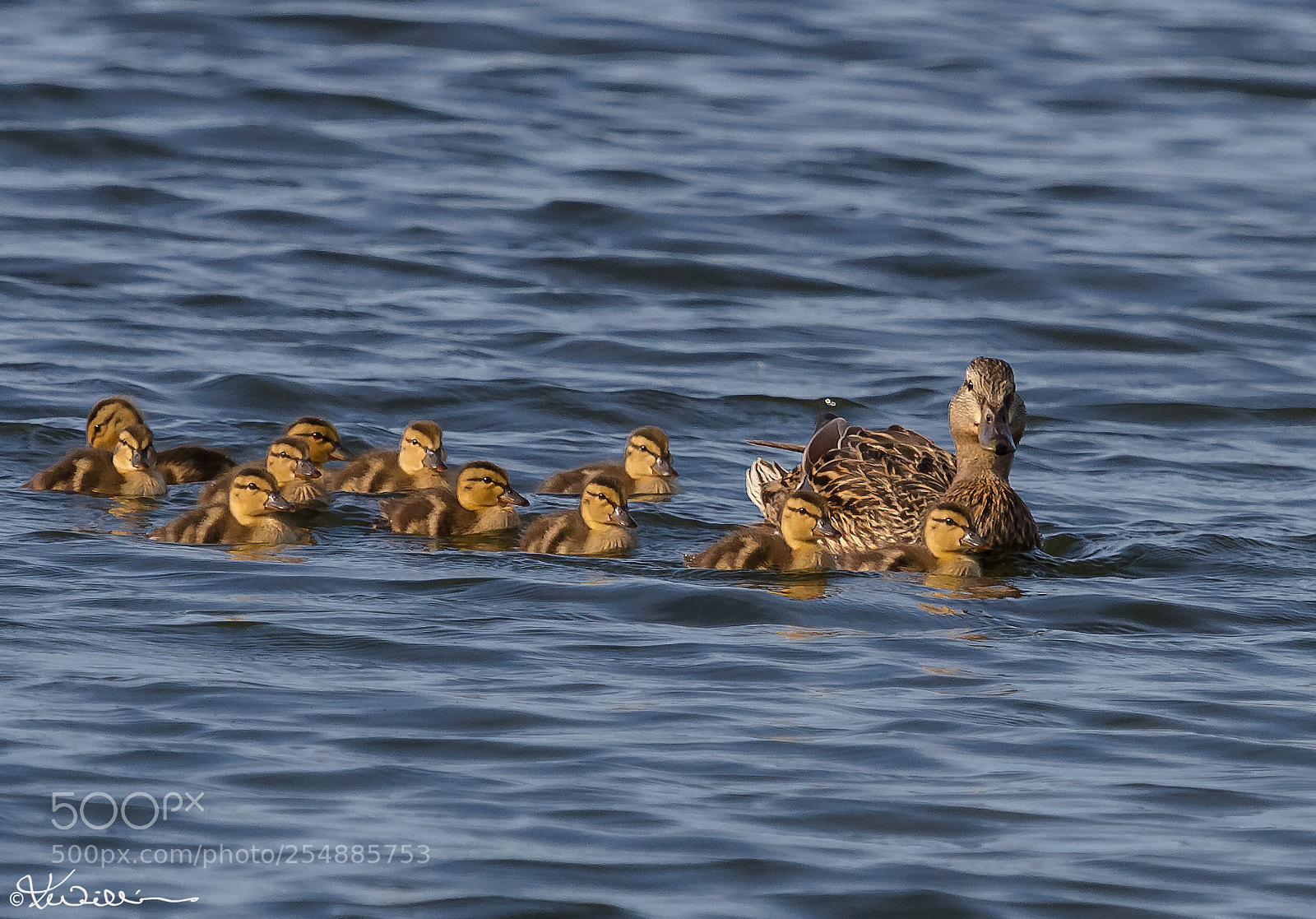 Canon EOS 7D sample photo. Mallard family o photography
