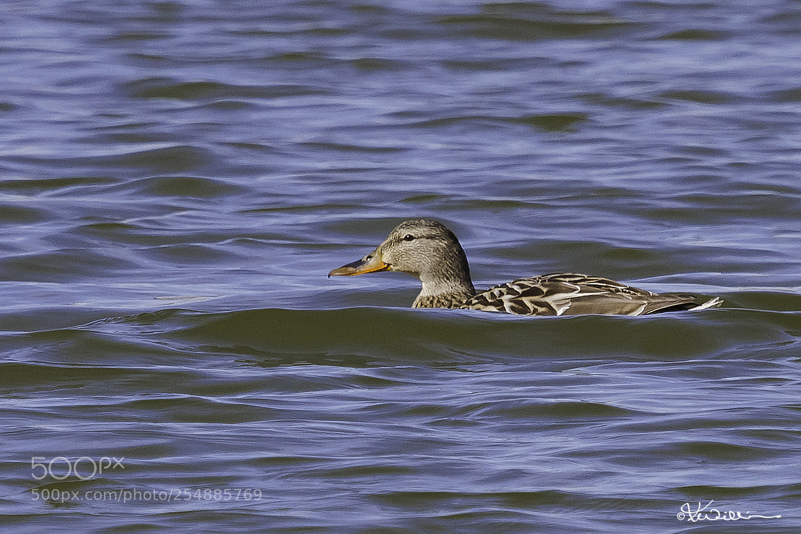Canon EOS 7D sample photo. Mallard hen o photography