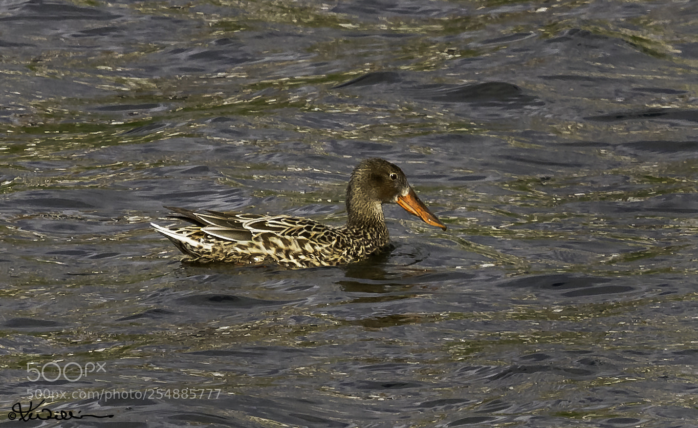 Canon EOS 7D sample photo. Northern shoveler hen o photography