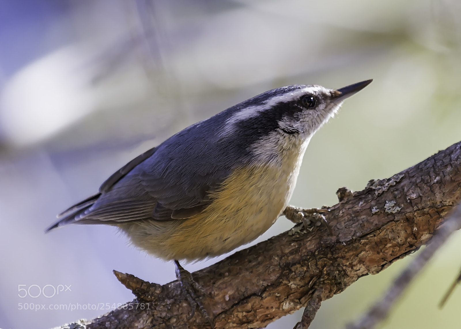 Canon EOS 7D sample photo. Nuthatch o photography