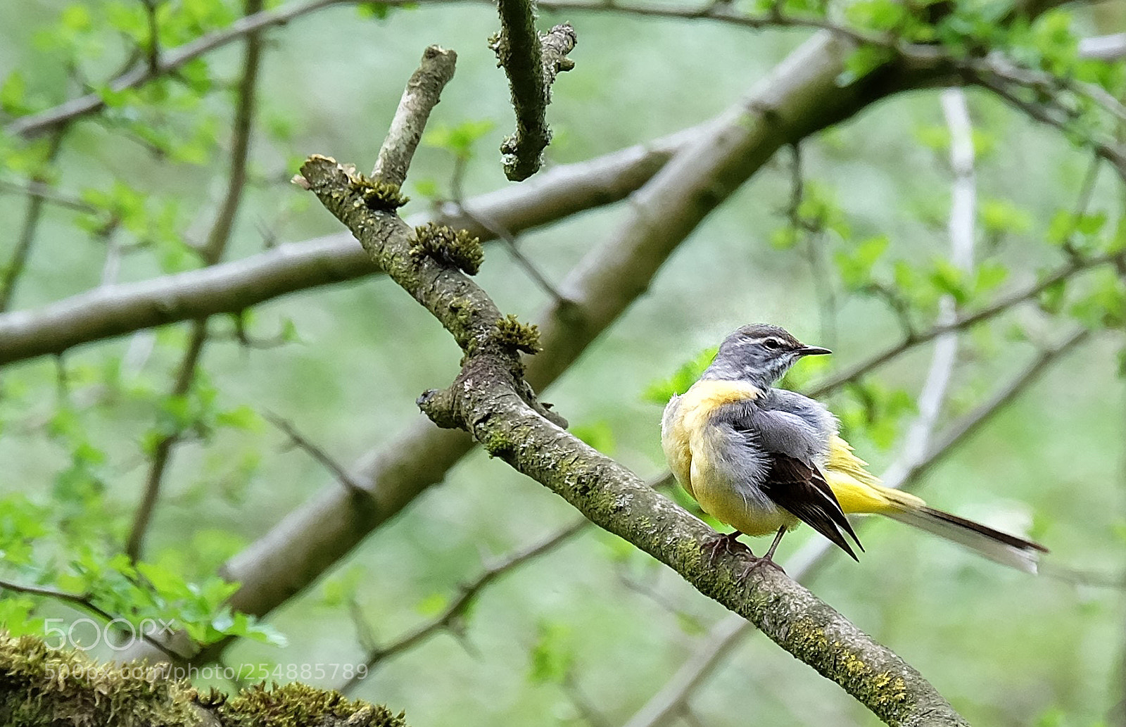 Fujifilm X-T1 sample photo. "grey wagtail". photography