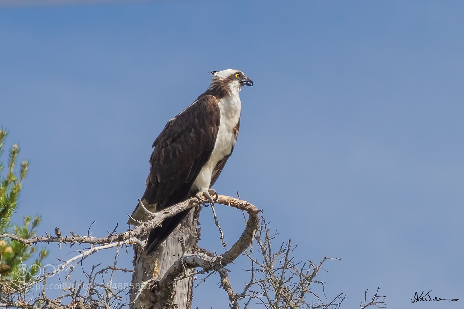 Canon EOS 7D sample photo. Osprey o photography