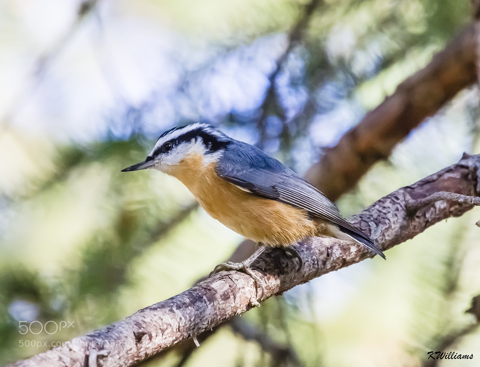 Canon EOS 7D sample photo. Nuthatch o photography