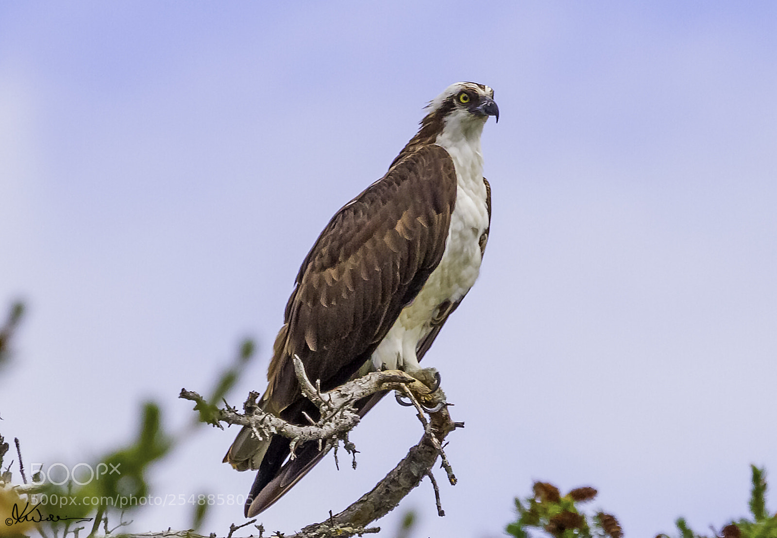 Canon EOS 7D sample photo. Osprey o photography
