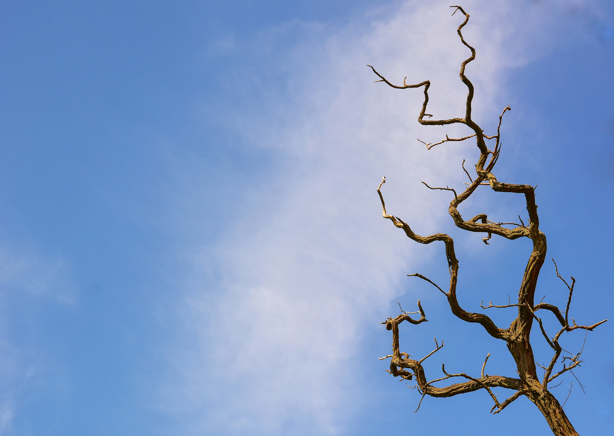 Nikon D7100 sample photo. Branch in the sky photography