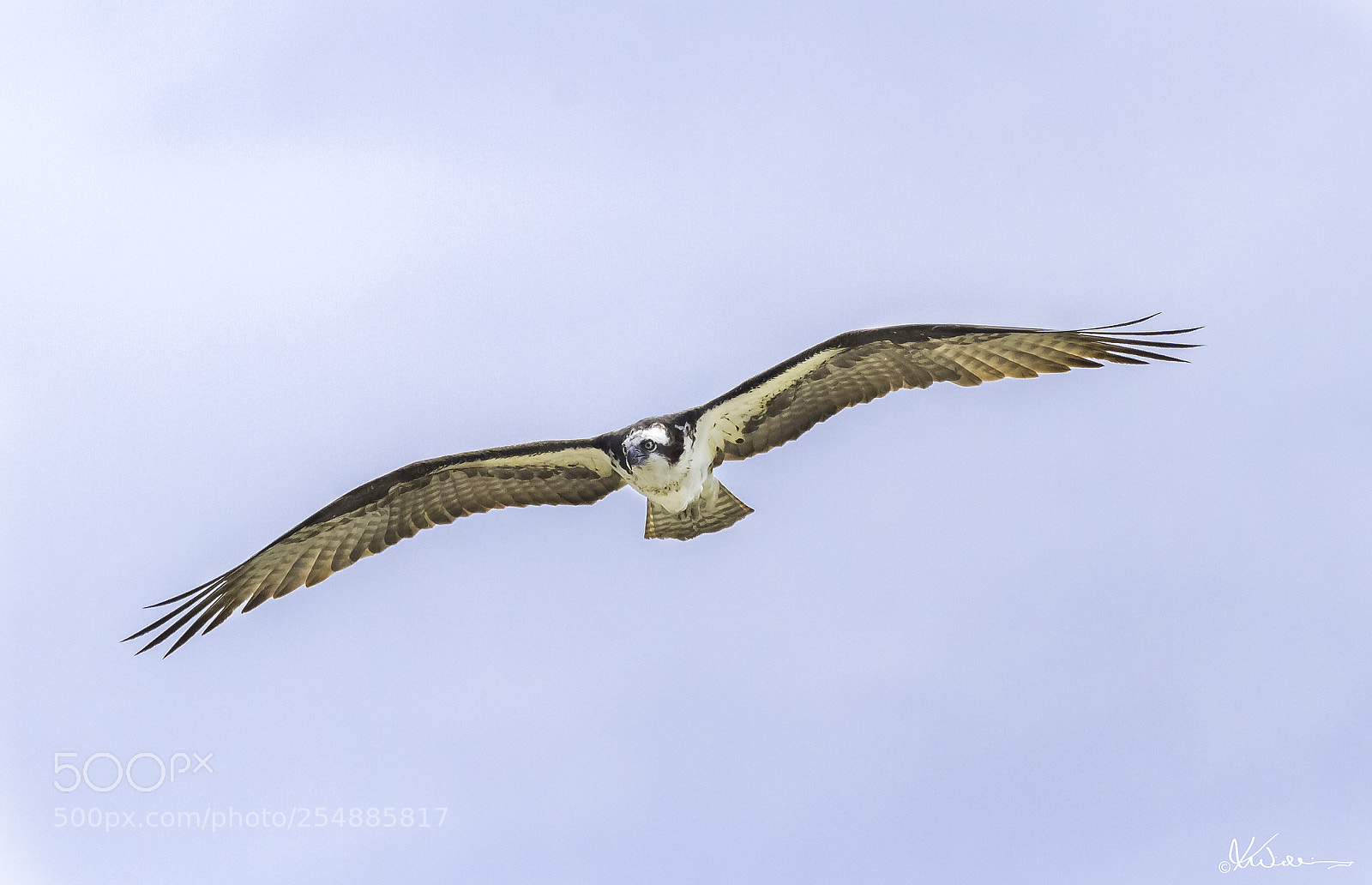 Canon EOS 7D sample photo. Osprey o photography