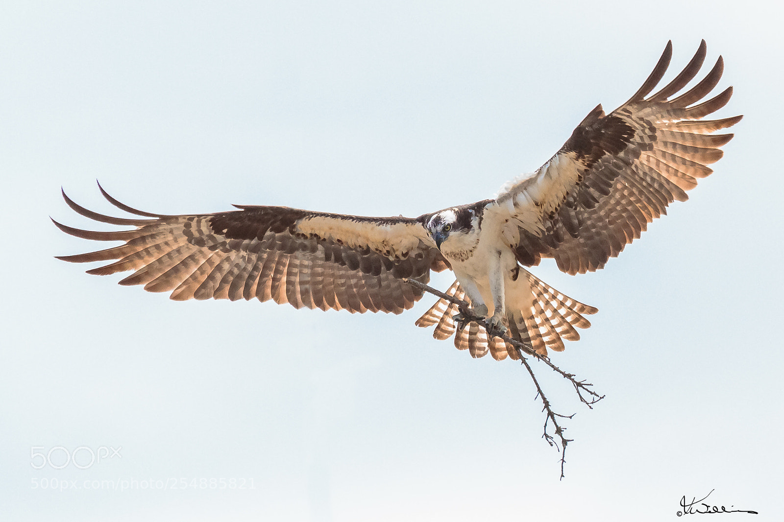 Canon EOS 7D sample photo. Osprey o photography
