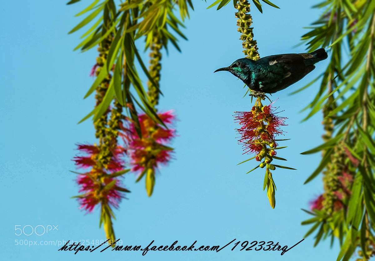 Nikon D7100 sample photo. Sunbird photography