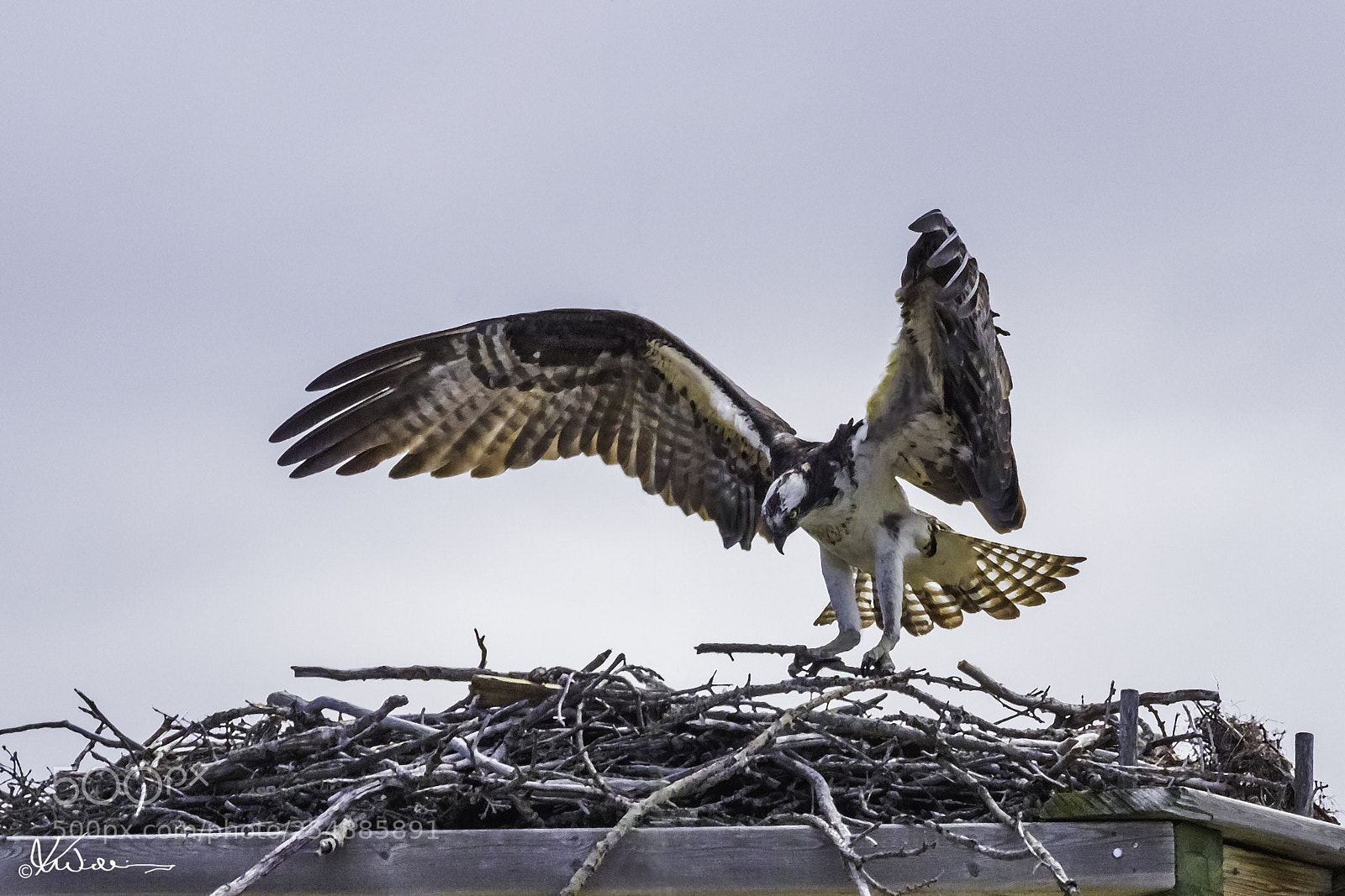 Canon EOS 7D sample photo. Osprey o photography