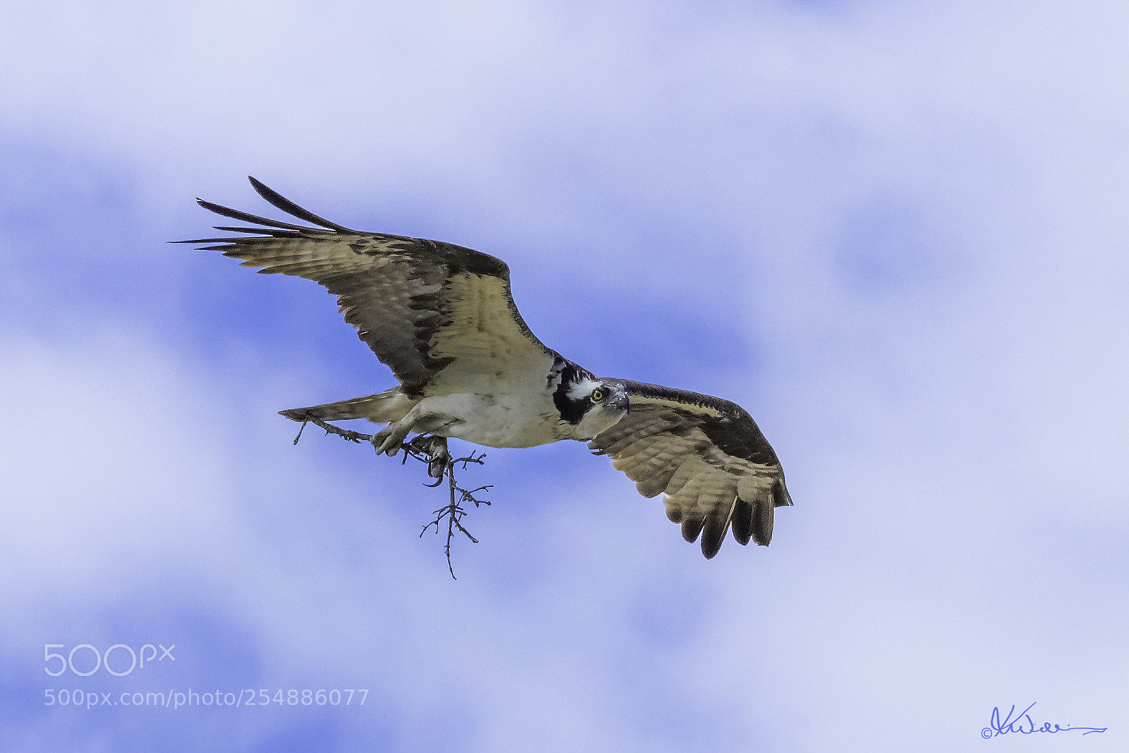 Canon EOS 7D sample photo. Osprey o photography
