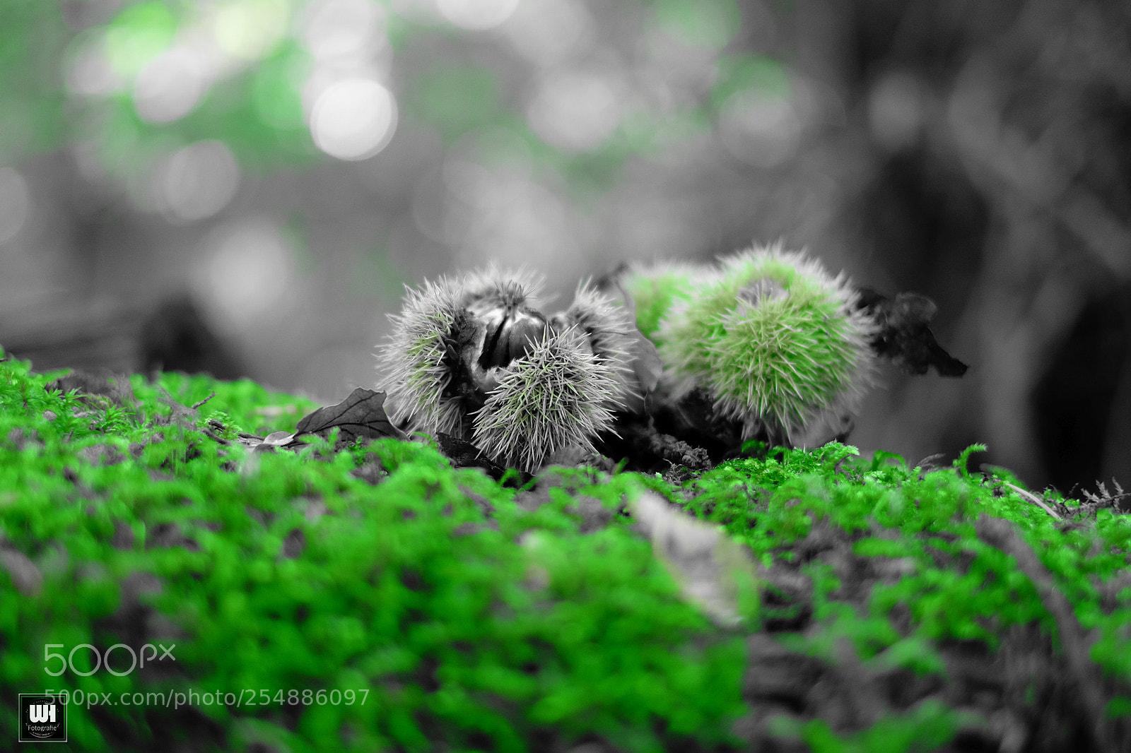 Fujifilm X-T10 sample photo. Chestnut photography