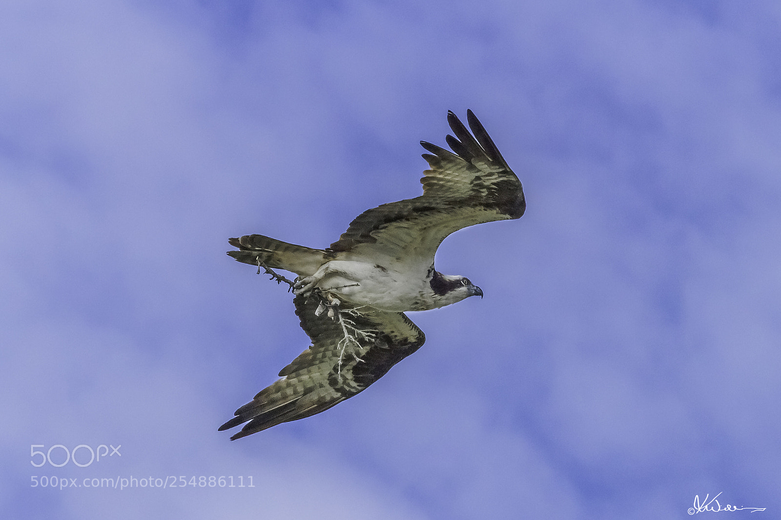 Canon EOS 7D sample photo. Osprey o photography