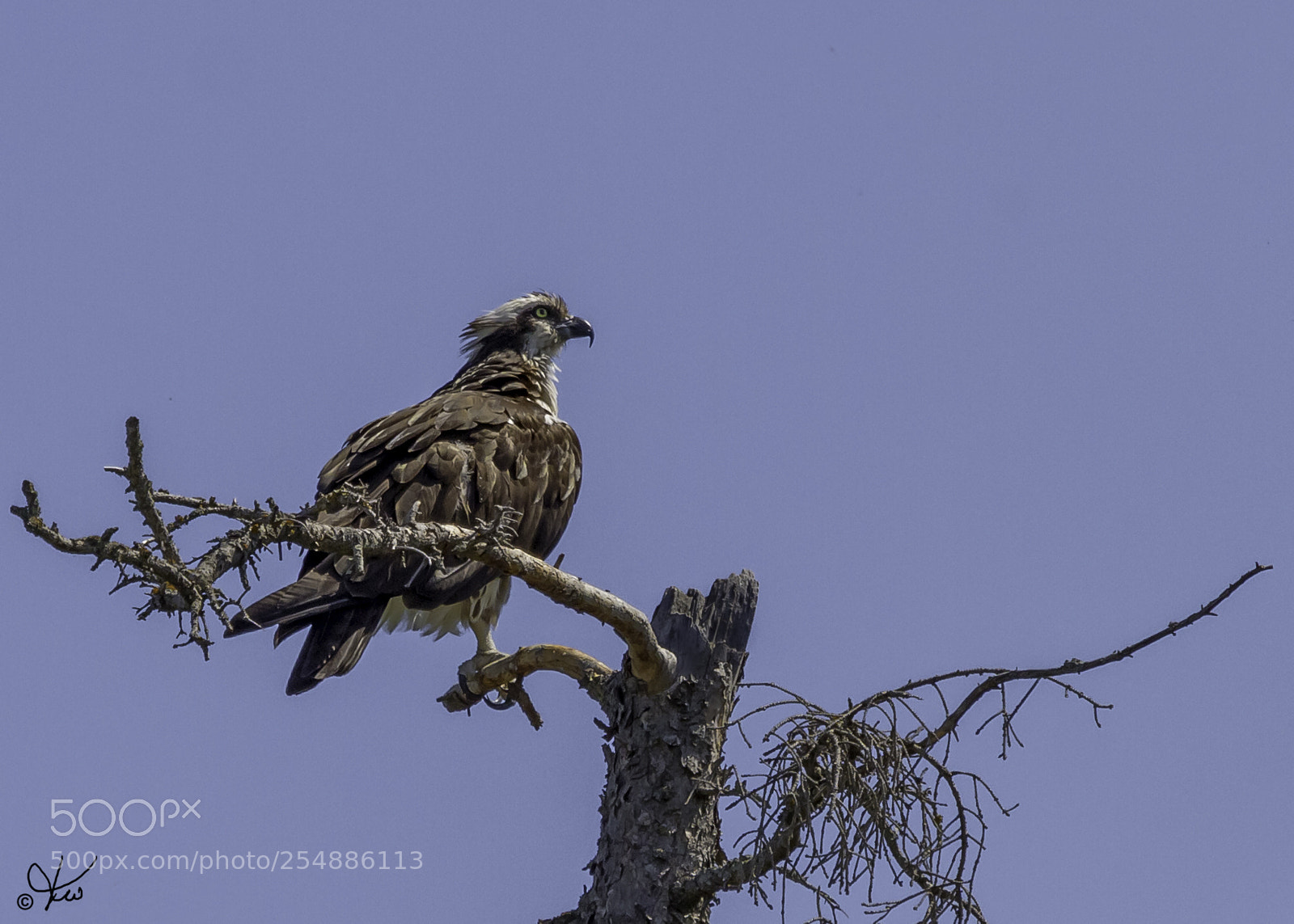 Canon EOS 7D sample photo. Osprey o photography