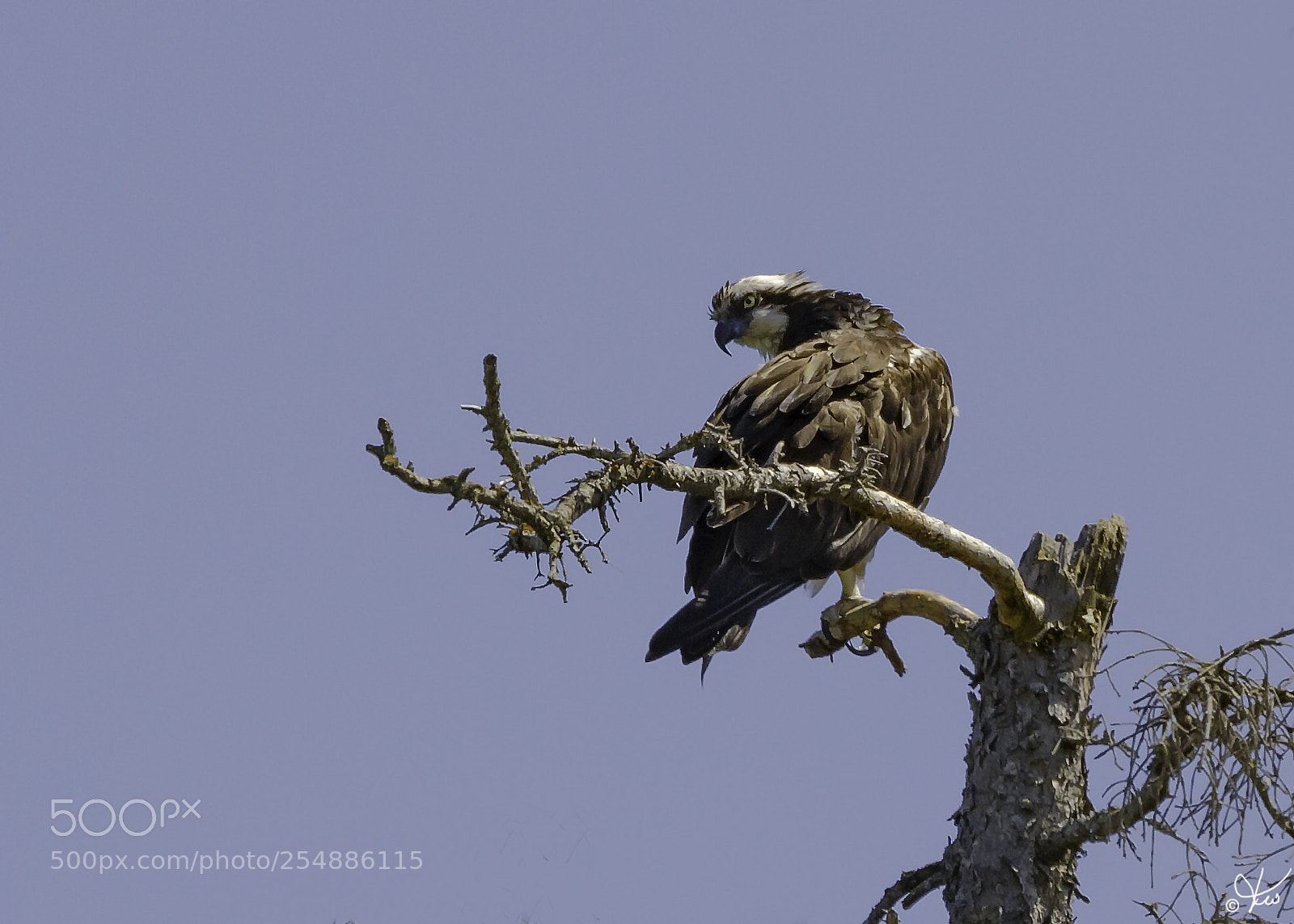 Canon EOS 7D sample photo. Osprey o photography