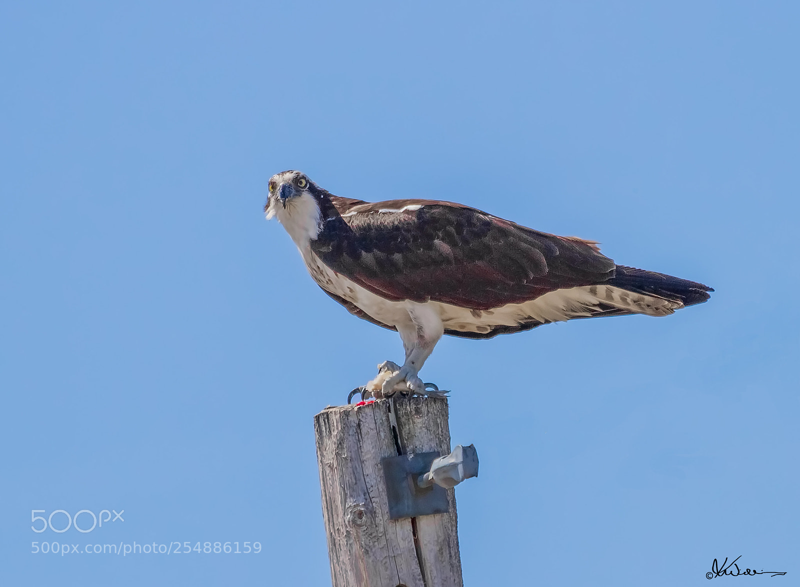 Canon EOS 7D sample photo. Osprey o photography