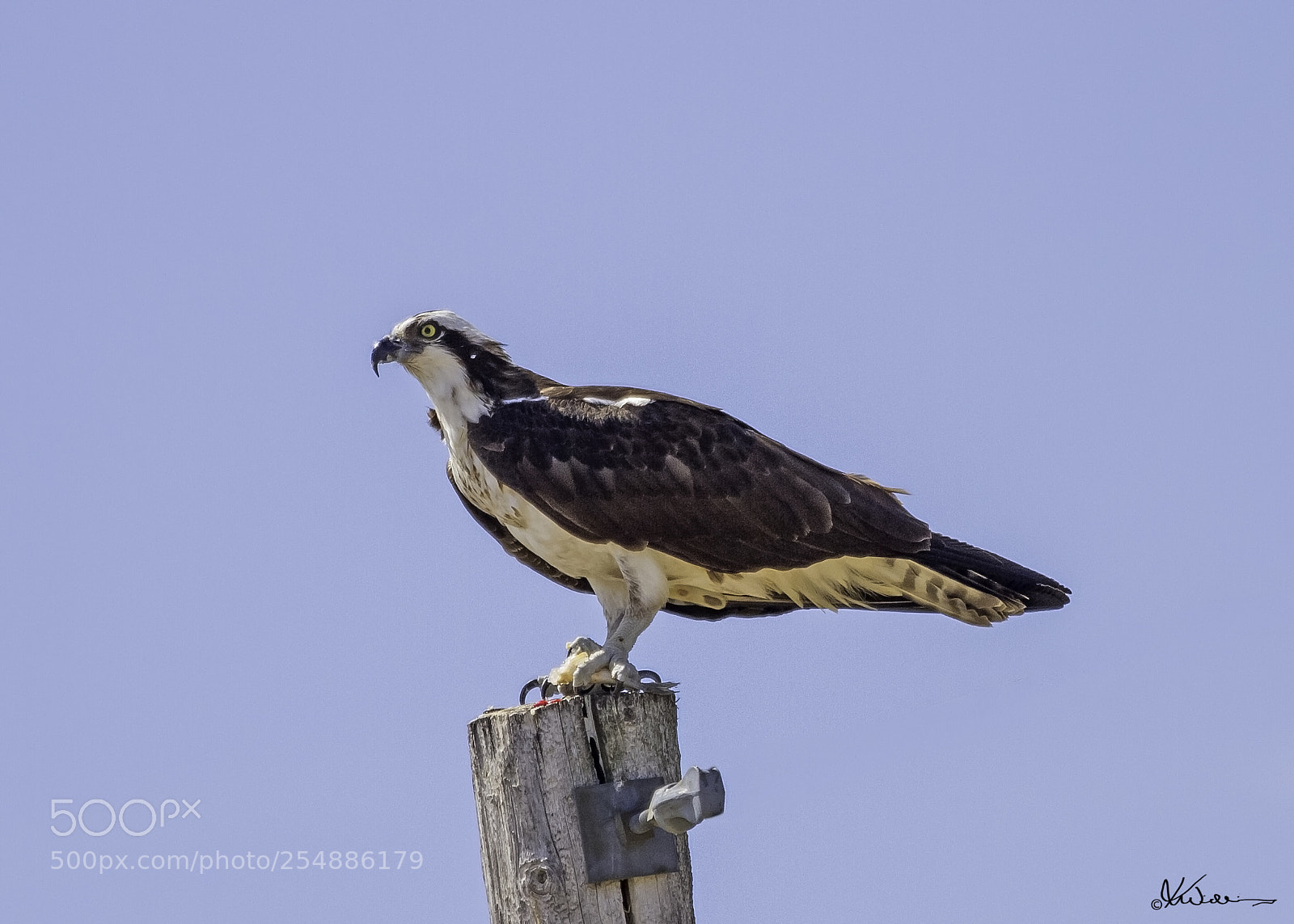 Canon EOS 7D sample photo. Osprey o photography
