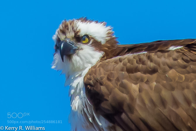 Canon EOS 7D sample photo. Osprey o photography