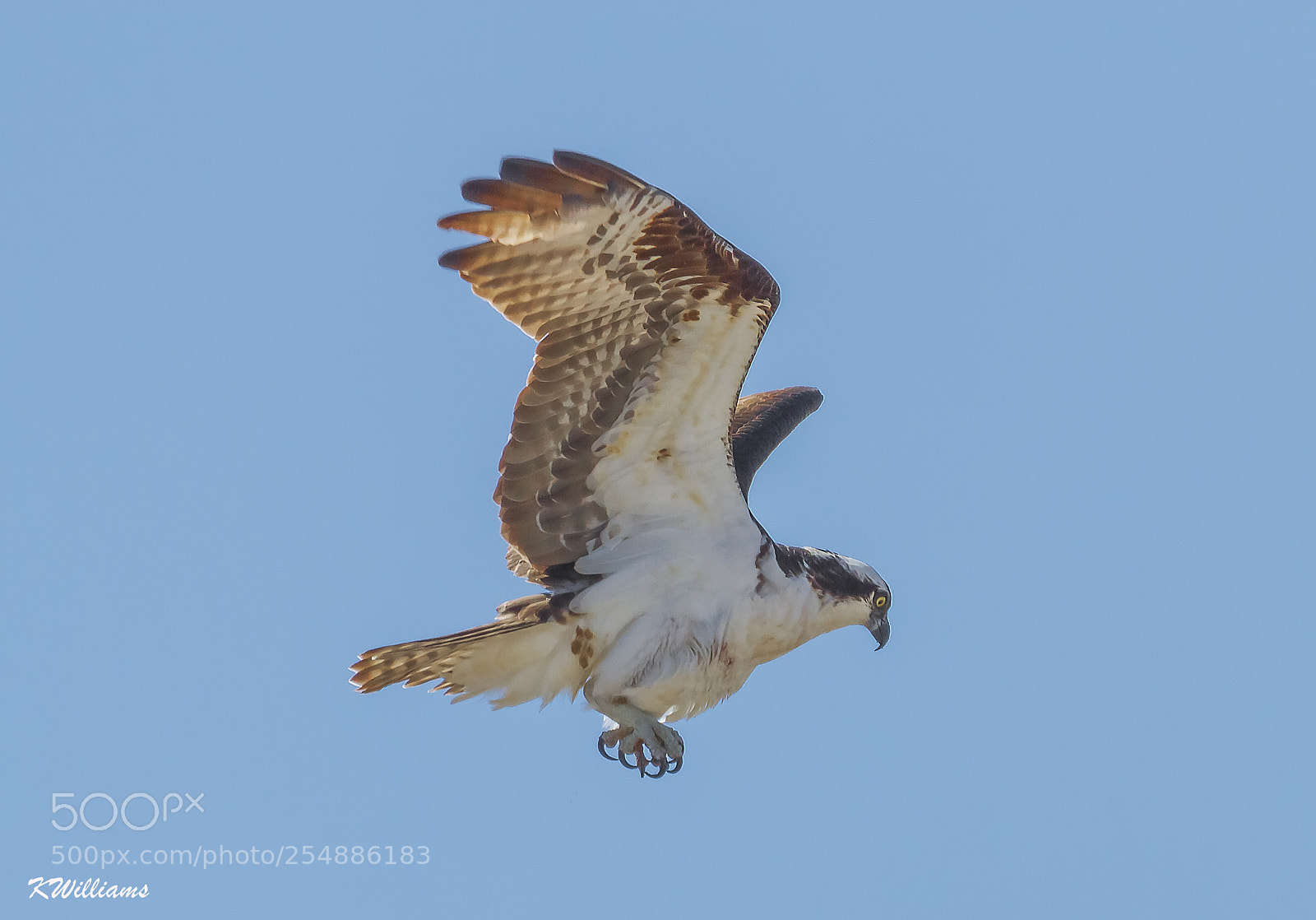 Canon EOS 7D sample photo. Osprey hiover o photography