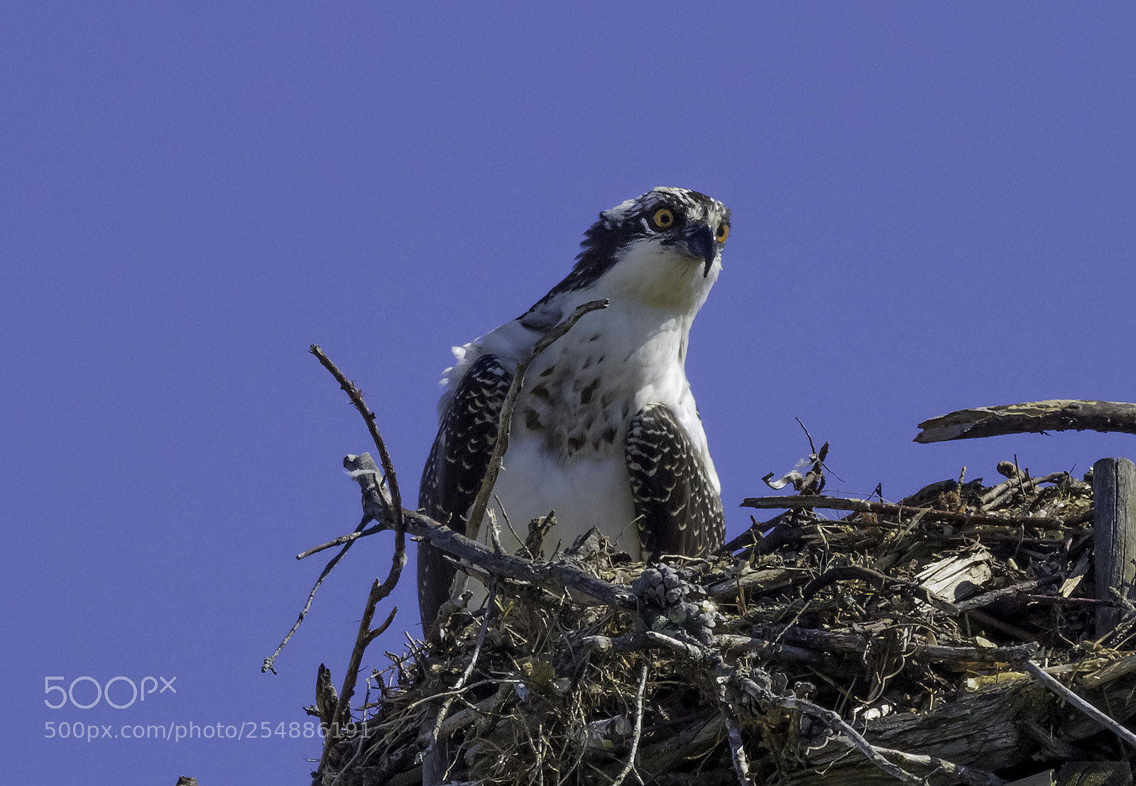 Canon EOS 7D sample photo. Osprey juvenile o photography