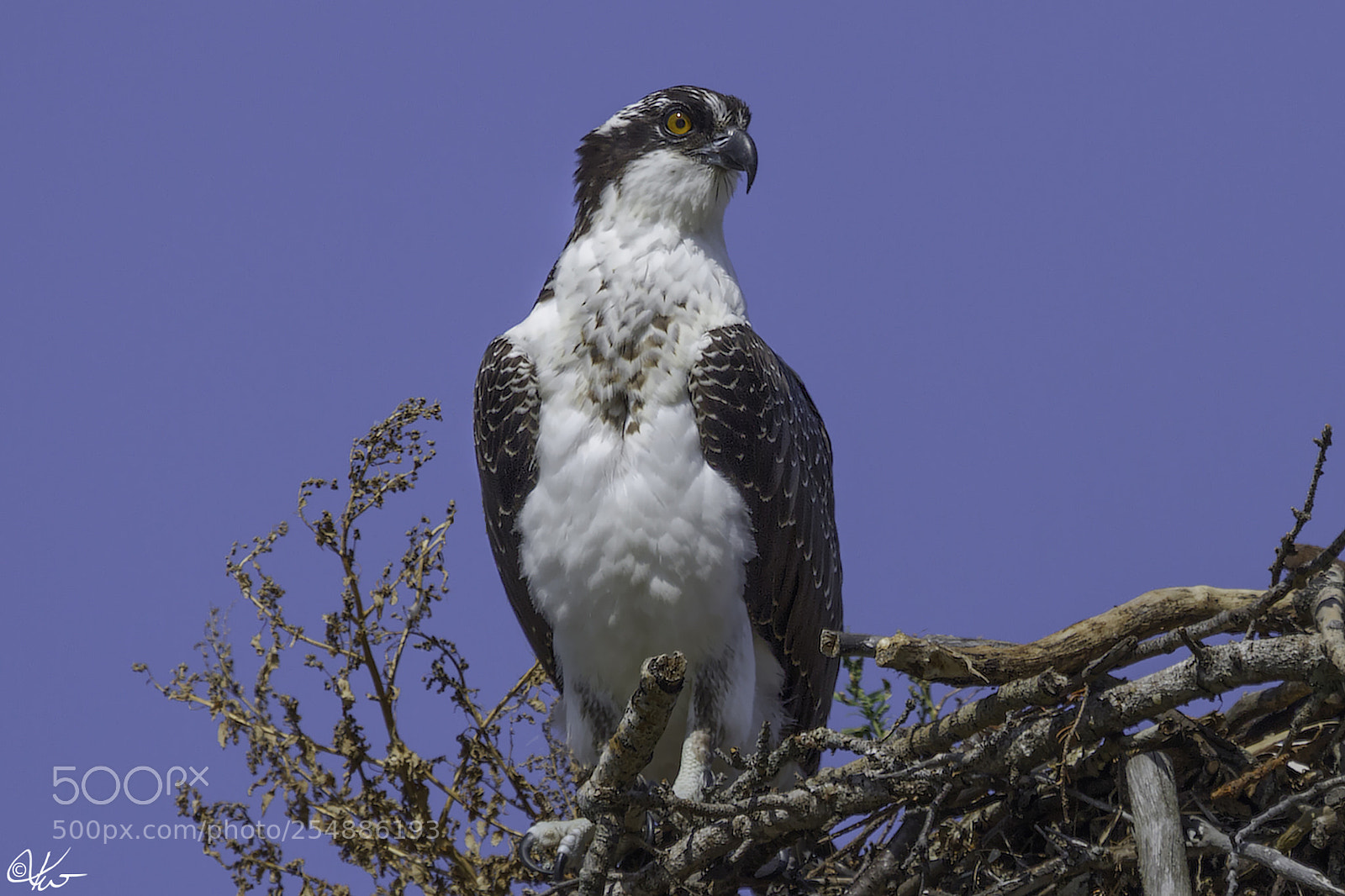 Canon EOS 7D sample photo. Osprey juvenile o photography