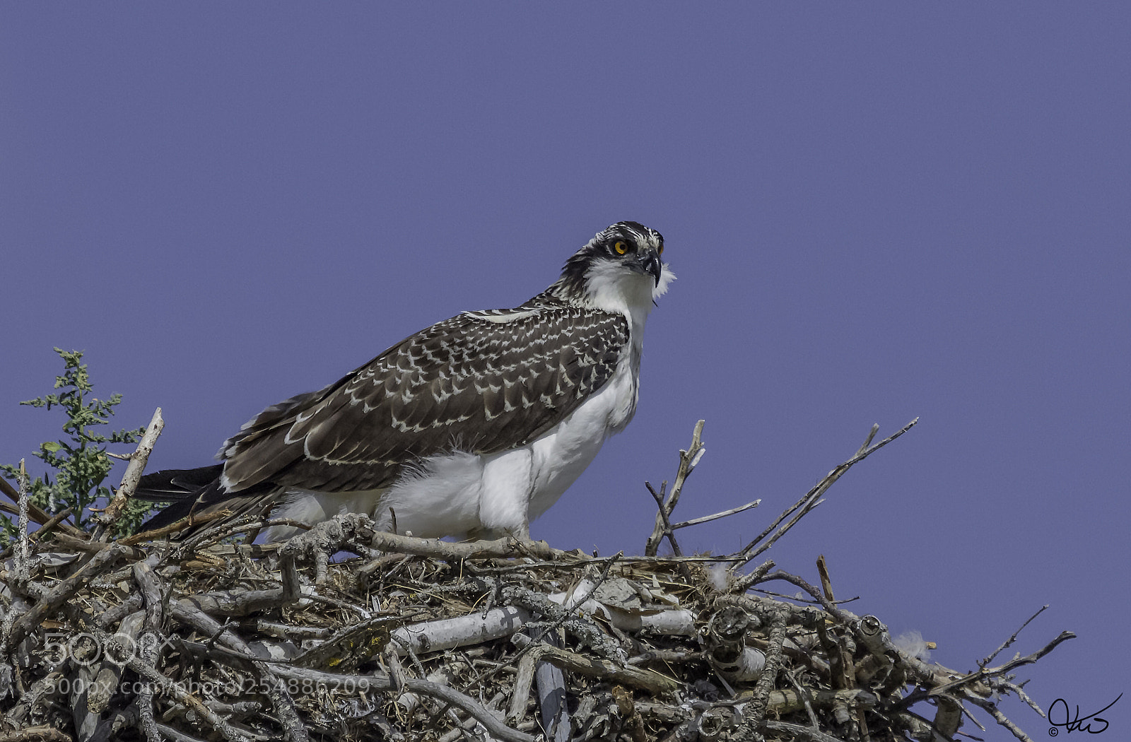 Canon EOS 7D sample photo. Osprey juvenile o photography