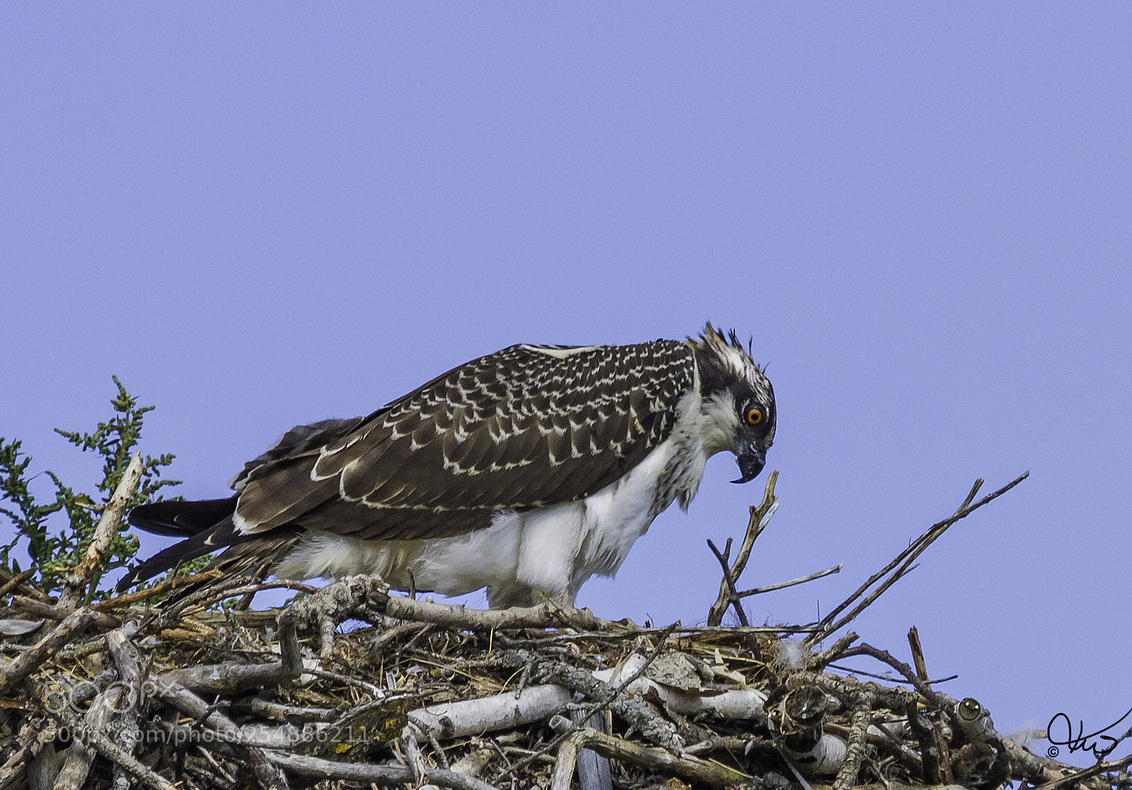 Canon EOS 7D sample photo. Osprey juvenile o photography