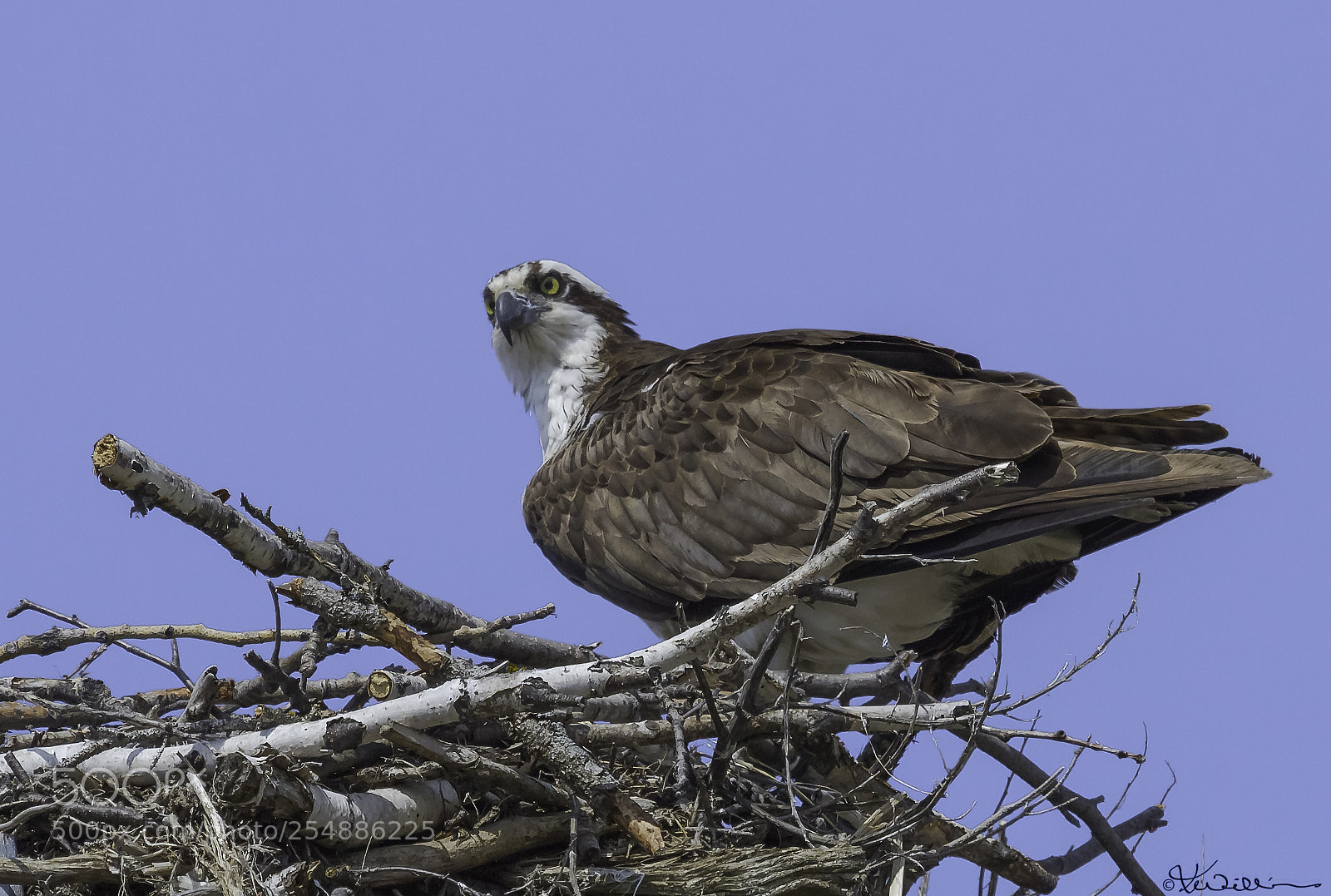 Canon EOS 7D sample photo. Osprey vb o photography