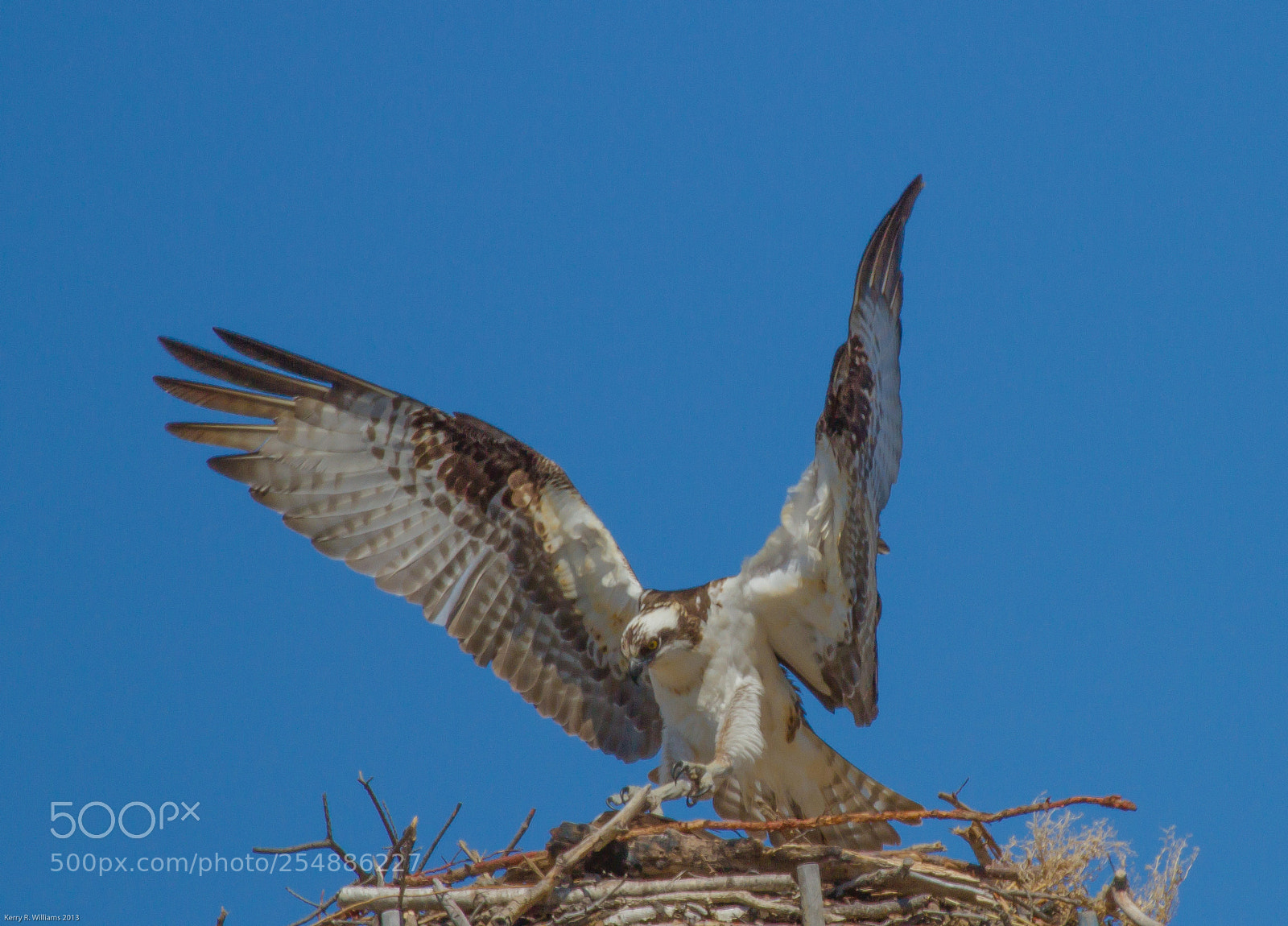 Canon EOS 7D sample photo. Osprey touchdown o photography