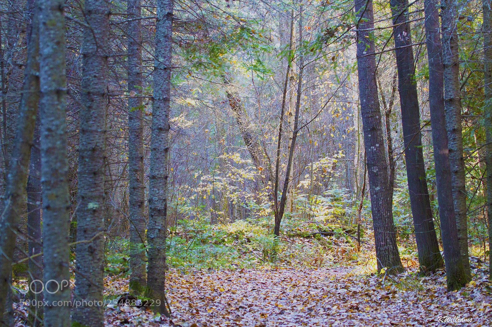 Canon EOS 7D sample photo. Path to sandy bay photography
