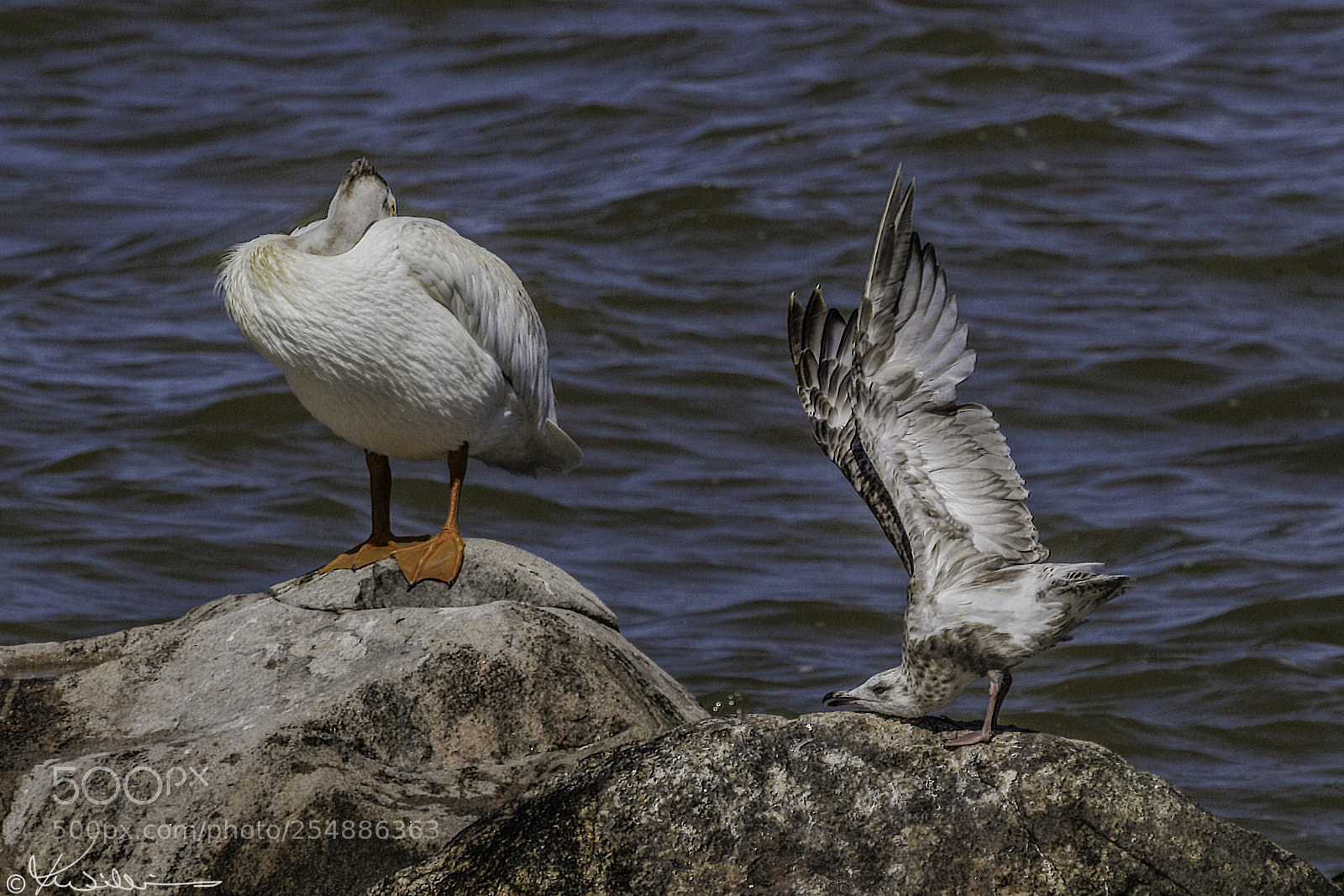 Canon EOS 7D sample photo. Pelican and gull o photography