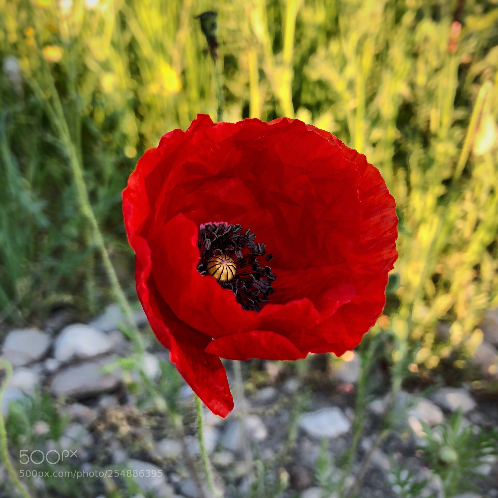 Apple iPhone 8 sample photo. Red blooming poppy  photography