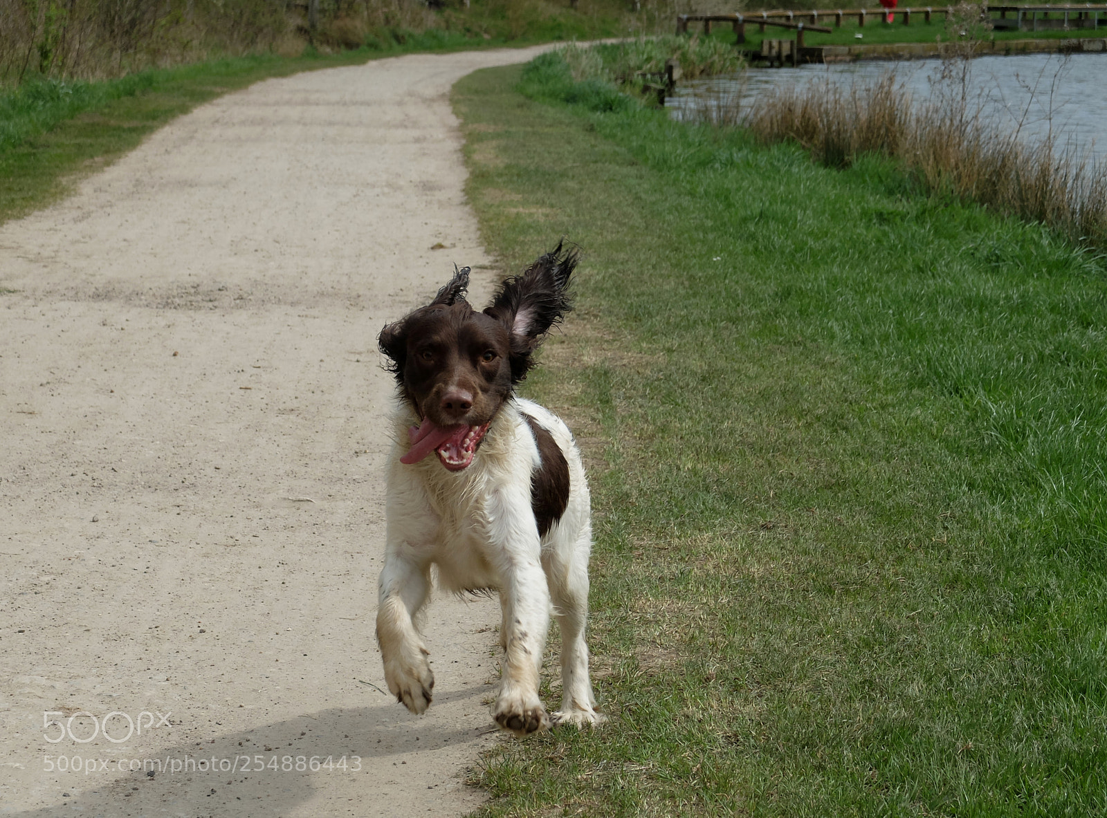 Fujifilm X20 sample photo. Whee im a dog photography