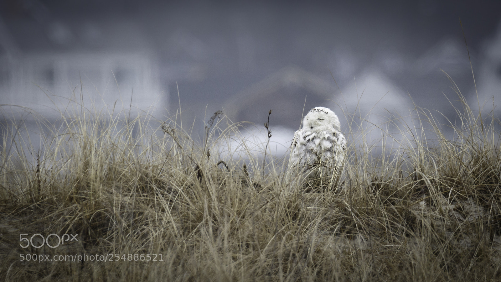 Canon EOS 7D Mark II sample photo. A snowy owl sleeping photography