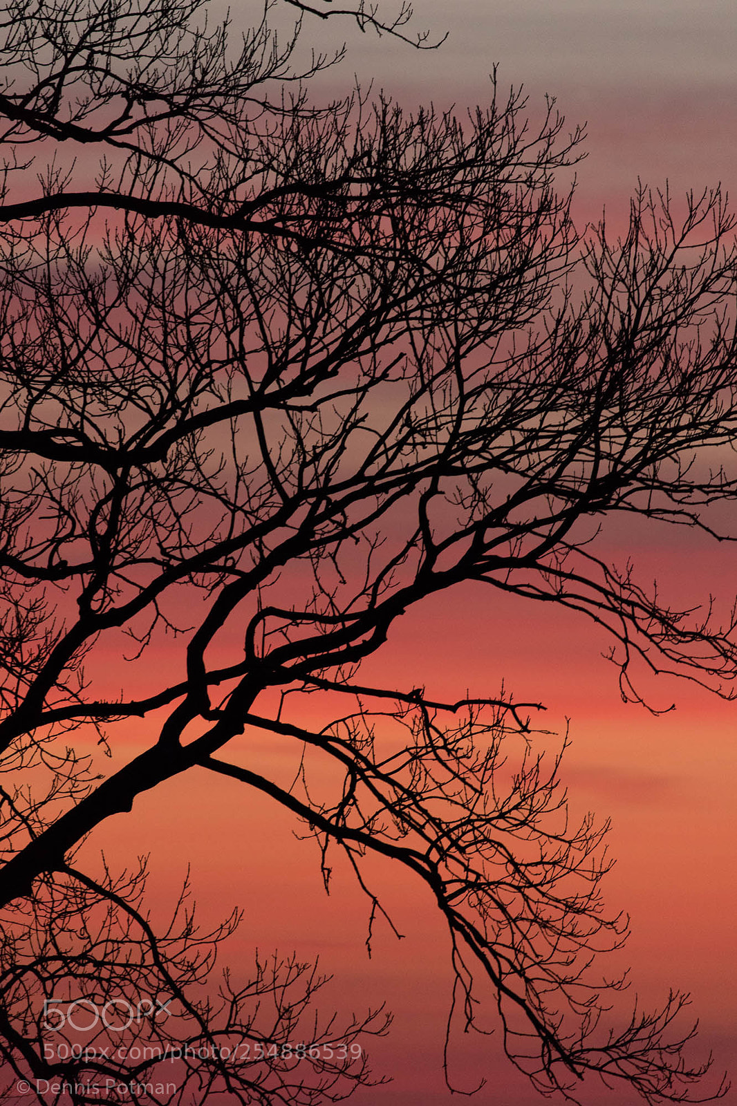 Canon EOS 6D Mark II sample photo. Tree silhouette photography