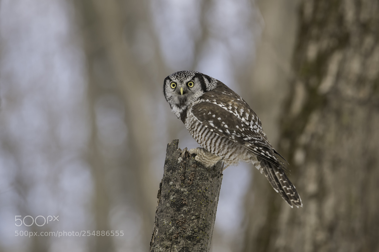 Nikon D850 sample photo. Northern hawk owl in photography