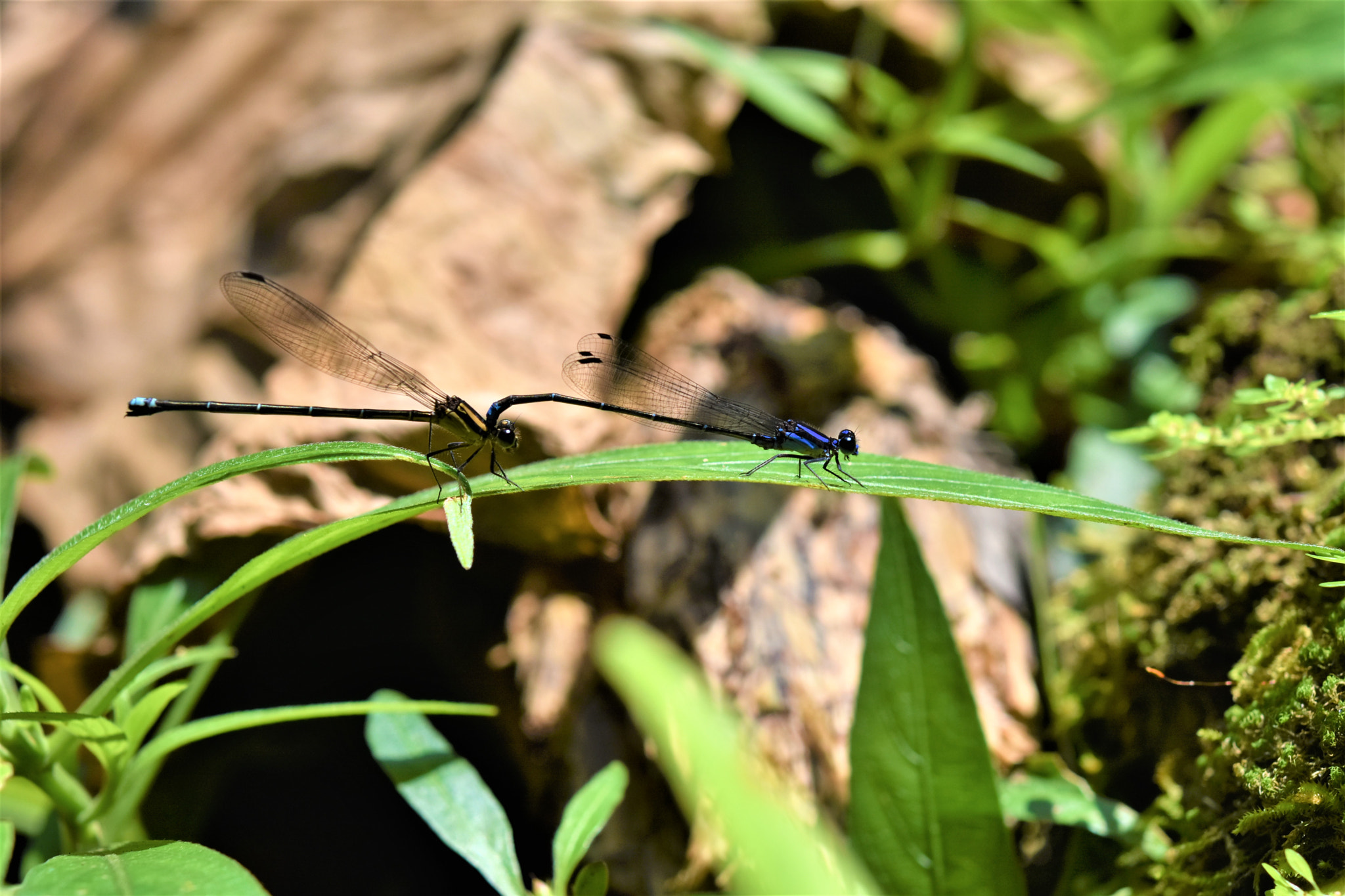 Nikon AF-S Micro-Nikkor 60mm F2.8G ED sample photo