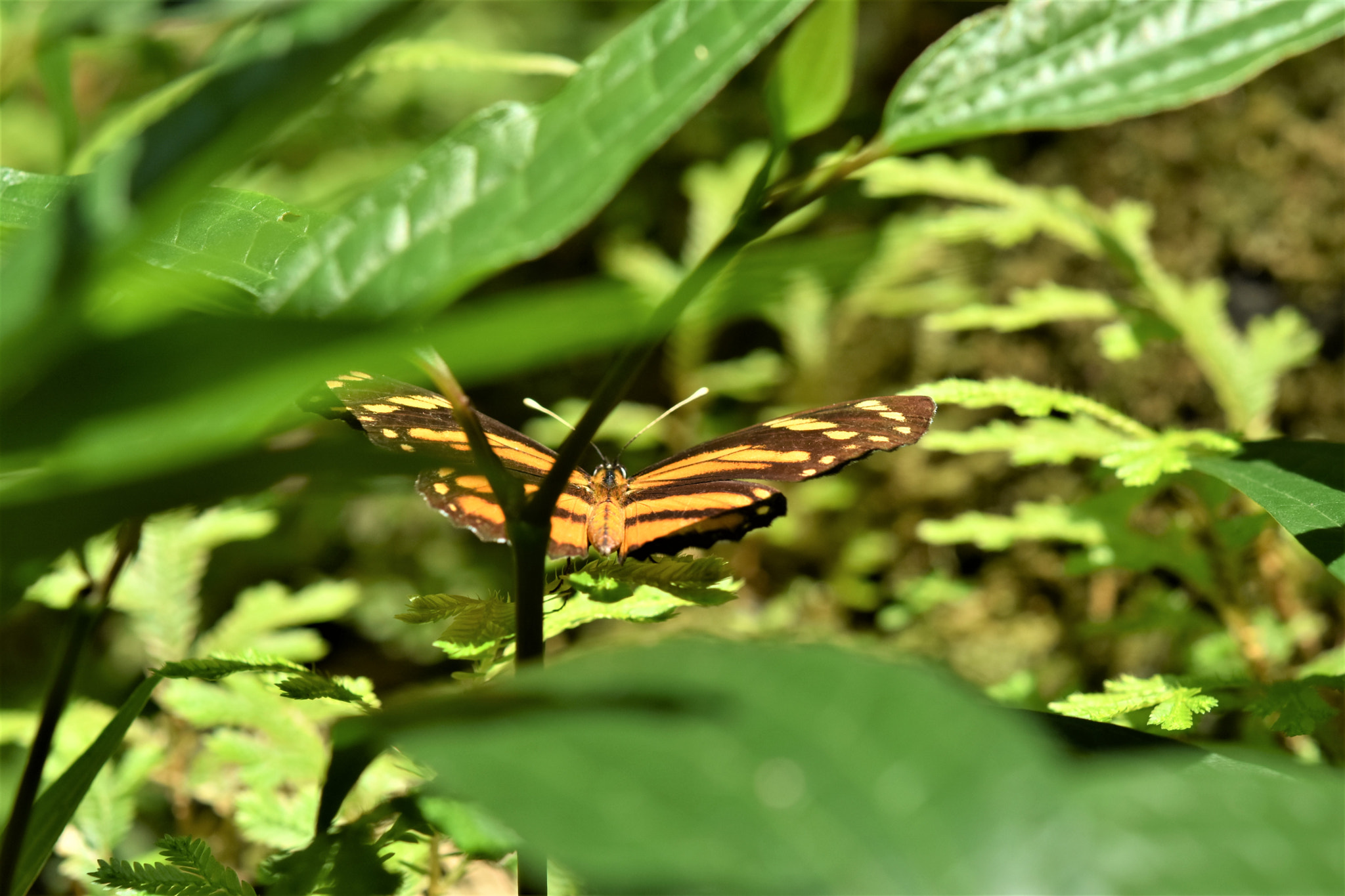 Nikon AF-S Micro-Nikkor 60mm F2.8G ED sample photo